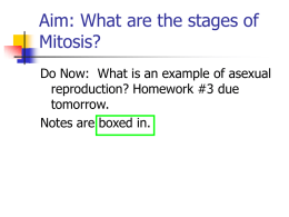 Aim: What are the stages of Mitosis? Do Now: What is an example of asexual reproduction? Homework #3 due tomorrow. Notes are boxed in.