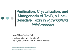 Purification, Crystallization, and Mutagenesis of ToxB, a HostSelective Toxin in Pyrenophora  tritici-repentis  Kara Miles-Rockenfield In collaboration with the labs of Drs.