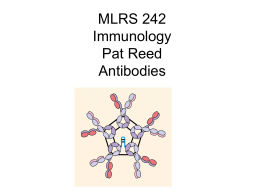 MLRS 242 Immunology Pat Reed Antibodies Serum proteins General antibody structure Enzyme digestion fragments.