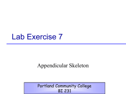 Lab Exercise 7  Appendicular Skeleton  Portland Community College BI 231 Appendicular Skeleton • Upper & Lower extremities • Shoulder Girdle • Pelvic Girdle.