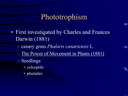 Phototrophism • First investigated by Charles and Frances Darwin (1881) – canary grass Phalaris canariensis L. – The Power of Movement in Plants (1881) –