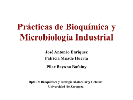 Prácticas de Bioquímica y Microbiología Industrial José Antonio Enríquez Patricia Meade Huerta Pilar Bayona Bafaluy Dpto De Bioquímica y Biología Molecular y Celular. Universidad de Zaragoza.