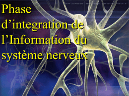 Phase d’integration de l’Information du système nerveux PHASE D'INTEGRATION DE L'INFORMATION  L'information a toujours un double impact dans le SN. ►Elle atteindra les structures de.