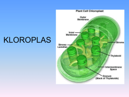 KLOROPLAS Sel tumbuhan memiliki kloroplas Not in animal cells Cytoskeleton Mitochondrion  Central vacuole  Nucleus Cell wall  Rough endoplamsic reticulum (ER)  Chloroplast  Ribosomes  Plasma membrane Smooth endoplasmic reticulum (ER)  Plasmodesmata Golgi apparatus.