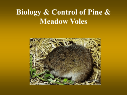 Biology & Control of Pine & Meadow Voles Biology of Voles • 2 species in SC – Pine vole (underground) - root damage •
