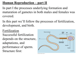 Human Reproduction – part II In part I the processes underlying formation and maturation of gametes in both males and females was covered.  In.