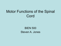 Motor Functions of the Spinal Cord BIEN 500 Steven A. Jones Spinal Cord Function • Conduct signals to the periphery of the body. • Process these.