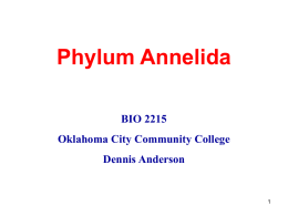 Phylum Annelida BIO 2215 Oklahoma City Community College  Dennis Anderson Segmented Worms • Body divided into repeating segments.