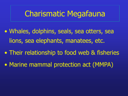 Charismatic Megafauna • Whales, dolphins, seals, sea otters, sea lions, sea elephants, manatees, etc. • Their relationship to food web & fisheries • Marine.