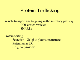 Protein Trafficking Vesicle transport and targeting in the secretory pathway COP coated vesicles SNAREs Protein sorting Secretion - Golgi to plasma membrane Retention in ER Golgi to.