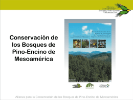 Conservación de los Bosques de Pino-Encino de Mesoamérica Ecoregión de Bosques de Pino-Encino de Centroamérica 103,842.71 km2