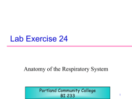 Lab Exercise 24  Anatomy of the Respiratory System  Portland Community College BI 233