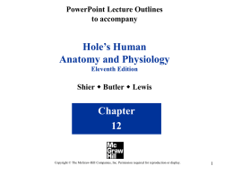 PowerPoint Lecture Outlines to accompany  Hole’s Human Anatomy and Physiology Eleventh Edition  Shier w Butler w Lewis  Chapter Copyright © The McGraw-Hill Companies, Inc.