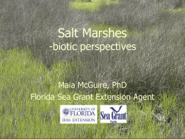 Salt Marshes  -biotic perspectives  Maia McGuire, PhD Florida Sea Grant Extension Agent What is a salt marsh? • “A community of emerged halophytic vegetation in.
