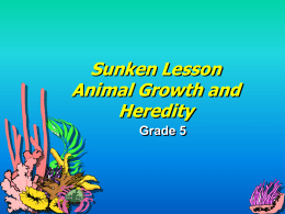 Sunken Lesson Animal Growth and Heredity Grade 5 How Organisms Grow • Nearly all body cells produce exact copies of themselves. • Producing identical cells allows organisms.