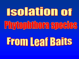 Isolation from Leaf Baits Use a selective medium P5ARPH-V8, PARPH, PCH, P10VP, others  Use CMA or CV8A as the basal medium avoid PDA—too rich,