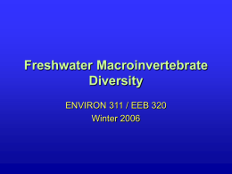 Freshwater Macroinvertebrate Diversity ENVIRON 311 / EEB 320 Winter 2006 Phylum Platyhelminthes Class Turbellaria • Flatworms • Habitat: widespread in marine and freshwater • Notes: – Class Turbellaria free-living (Some.