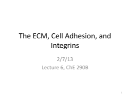 The ECM, Cell Adhesion, and Integrins 2/7/13 Lecture 6, ChE 290B Natural Cell Microenvironment: ECM The extracellular matrix: • is made and remodeled by cells that.