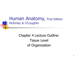 Human Anatomy,  First Edition  McKinley & O'Loughlin  Chapter 4 Lecture Outline: Tissue Level of Organization.