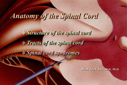 Anatomy of the Spinal Cord  Structure  of the spinal cord   Tracts  of the spinal cord   Spinal  cord syndromes Won Taek Lee, M.D., Ph.D.