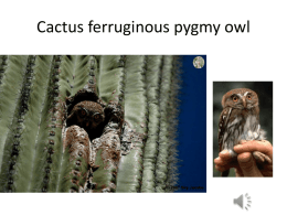 Cactus ferruginous pygmy owl • States as the new heroes?