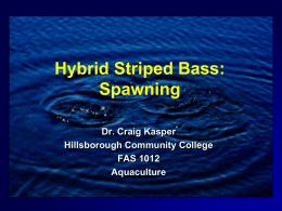 Hybrid Striped Bass: Spawning Dr. Craig Kasper Hillsborough Community College FAS 1012 Aquaculture General Production • Intensive & Extensive • Enhancing Phase-I Fish • Ensuring Quality Products.