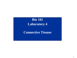 Bio 101 Laboratory 4 Connective Tissues Tissues • Tissues to be examined under the microscope – Connective Tissue  • Refer to your – Marieb’s Lab Manual.