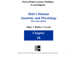 PowerPoint Lecture Outlines to accompany  Hole’s Human Anatomy and Physiology Eleventh Edition  Shier w Butler w Lewis  Chapter Copyright © The McGraw-Hill Companies, Inc.