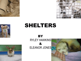 SHELTERS BY RYLEY HAWKINS & ELEANOR JONES WE LOVE OUR ANIMALS RELEASING ANIMALS CRUELTY.