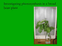 Investigating photosynthesis in a broad bean plant A broad bean was placed in tall chamber with a data logging probes to detect carbon dioxide (ppm)