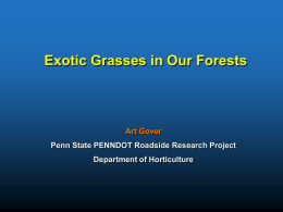 Exotic Grasses in Our Forests  Art Gover Penn State PENNDOT Roadside Research Project  Department of Horticulture.