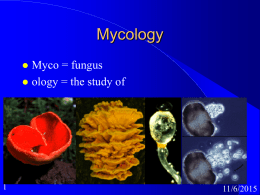 Mycology Myco = fungus  ology = the study of   11/6/2015 Classification of Fungi Domain Eukarya  Kingdom Fungi  Phylum -mycota  Class -mycetes  Order -ales 