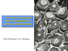Cross section of rat testis Showing Seminiferous Tubules and Interstitium  Kent Christensen, Univ.