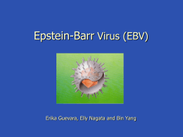 Epstein-Barr Virus (EBV)  Erika Guevara, Elly Nagata and Bin Yang Case Study              17-year-old high school student No prior major illnesses Low grade fever Malaise- several.