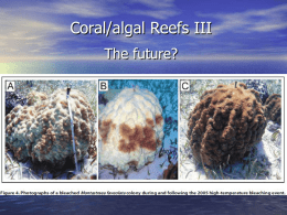Coral/algal Reefs III The future? Utilitarian justification for reef conservation  • Therapeutic compounds from marine species  – Anti-virals from sponges, seagrass – Anti-tumor compounds from.