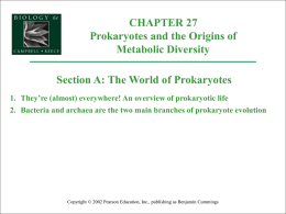 CHAPTER 27 Prokaryotes and the Origins of Metabolic Diversity Section A: The World of Prokaryotes 1.