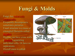 Fungi & Molds Fungi Are eukaryotic heterotrophs. Frequently decomposers, sometimes parasites. Usual structure is a mass of entangled filaments called Hyphae Hyphae can have cross walls (Septum) separating individual cells.