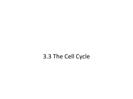 3.3 The Cell Cycle A.Introduction • Set of stages that take place between the time a cell divides and the time the.
