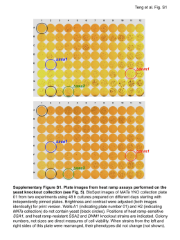 Teng et al. Fig. S1  Dssa1 Ddnm1  Dssa2  Dssa1 Ddnm1  Dssa2  Supplementary Figure S1. Plate images from heat ramp assays performed on the yeast knockout collection (see Fig.
