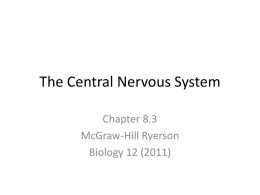 The Central Nervous System Chapter 8.3 McGraw-Hill Ryerson Biology 12 (2011) All nerves within the PNS contain a thin membrane called the neurilemma • Neurilemma.