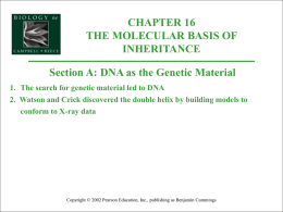 CHAPTER 16 THE MOLECULAR BASIS OF INHERITANCE Section A: DNA as the Genetic Material 1.