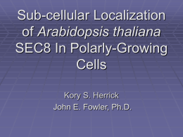 Sub-cellular Localization of Arabidopsis thaliana SEC8 In Polarly-Growing Cells Kory S. Herrick John E. Fowler, Ph.D.