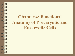 Chapter 4: Functional Anatomy of Procaryotic and Eucaryotic Cells Distinguishing Features of Procaryotic Cells: 1.