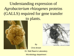Understanding expression of Agrobacterium rhizogenes proteins (GALLS) required for gene transfer to plants.  By Chris Brown  Dr.