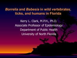 Borrelia and Babesia in wild vertebrates, ticks, and humans in Florida Kerry L.