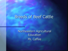 Breeds of Beef Cattle Northeastern Agricultural Education Mr. Caffee Angus       Originated in Scotland Solid black in color Naturally polled Consumer preference led to Certified Angus Beef.