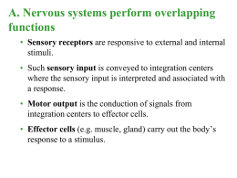 A. Nervous systems perform overlapping functions • Sensory receptors are responsive to external and internal stimuli. • Such sensory input is conveyed to integration.