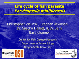 Life cycle of fish parasite  Parvicapsula minibicornis Christopher Zielinski, Stephen Atkinson, Dr. Sascha Hallett, & Dr.