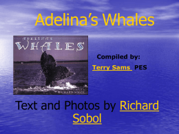 Adelina’s Whales Compiled by:  Terry Sams PES  Text and Photos by Richard Sobol Study Skills  • Genre: Photo Essay • Comprehension Skill:  Fact and Opinion • Comprehension Strategy: Graphic.