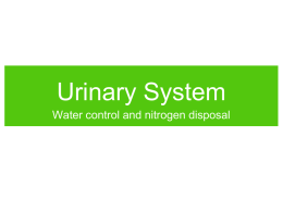 Urinary System Water control and nitrogen disposal Homeostasis • The urinary system maintains homeostasis in several ways: • Removal of urea (nitrogenous waste) from the.
